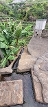 Plants: image 57 Of 208 Thumb